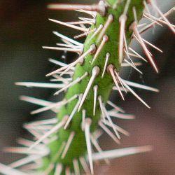 Photo taken at S. F. B. Morse Botanical Preserve, Del Monte Forest, Pebble Beach in mixed Monterey pine, oak, and redwood forest by Rod M. Yeager, MD © 2008.  